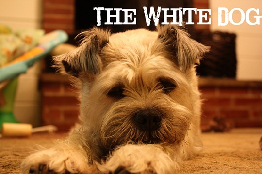 cailey-white dog