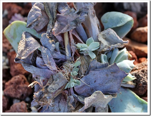 120202_Echeveria-Azure-Blue4 120202_Echeveria-Azure-Blue4