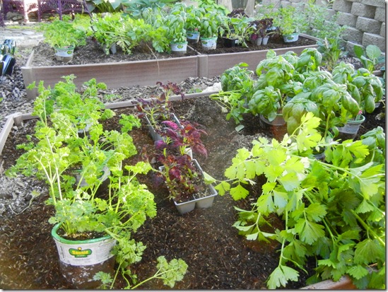 Bonnie plants in vegetable bed