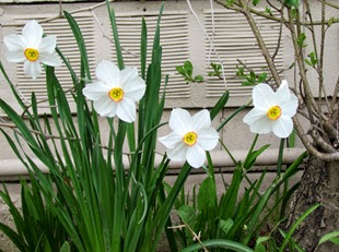 1405123 May 10 Beauty Among The Rot Daffodils