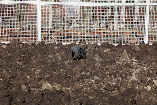 Think about it, Sharkey! This isn't just dirt, it's what plants live in!  Aeration helps replenish nutrients and provides a loose soil for vegetable roots to grow deep and strong.