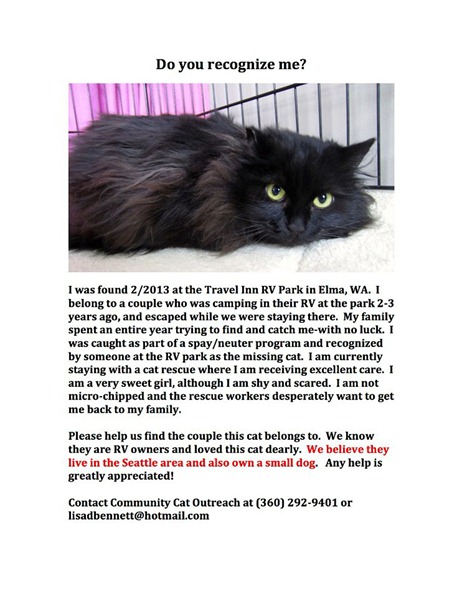 lost cat