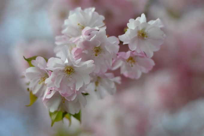 DSC_0688 DSC_0688