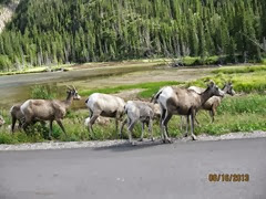 Mountain Goats in Jasper National Park
