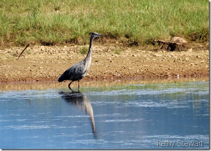 Heron