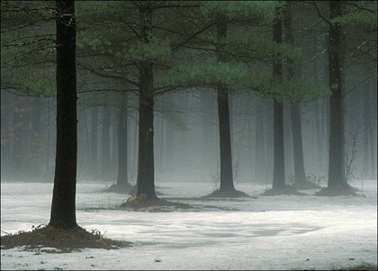 trees65sr