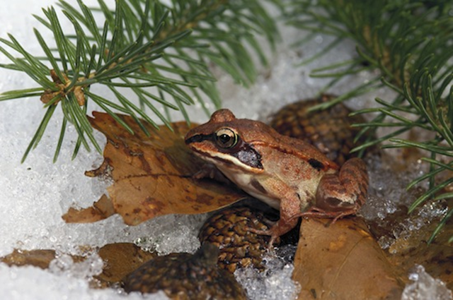UW–Madison scientists say reptiles and amphibians such as this wood frog, which can survive being frozen solid over the winter, are put at risk by disruption of the microenvironment beneath the snow known as the subnivium. Photo: Thomas Kitchin and Victoria Hurst / leesonphoto