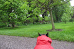 Oh-oh!  Things look pretty wet at the tree peonies.