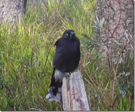 Currawong