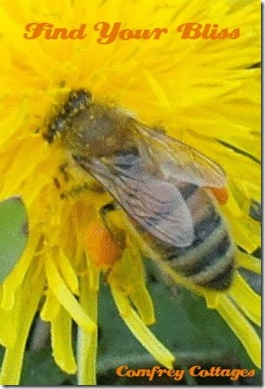 blissbee blissbee