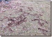 vole trails from last year vole trails from last year