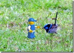 blue wren & blue lego guy in Paint.NET Layers blue wren & blue lego guy in Paint.NET Layers