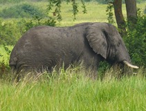 Big 5 Elephant Big 5 Elephant