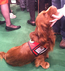 Sussex Spaniel Service Dog