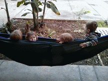 Max and friends in a hammock-MOTION Max and friends in a hammock-MOTION