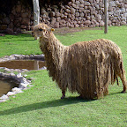 We've discovered an animal with more hair-tangles than Lily.