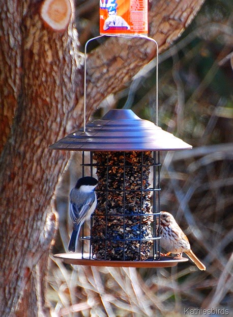 DSC_0180 Mere Point Cottage feeder-kab