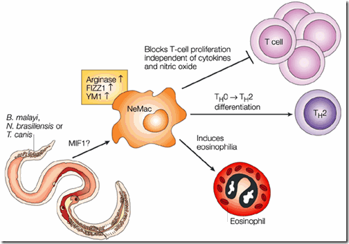 proceso inflamatorio