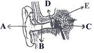 Bagian telinga manusia 