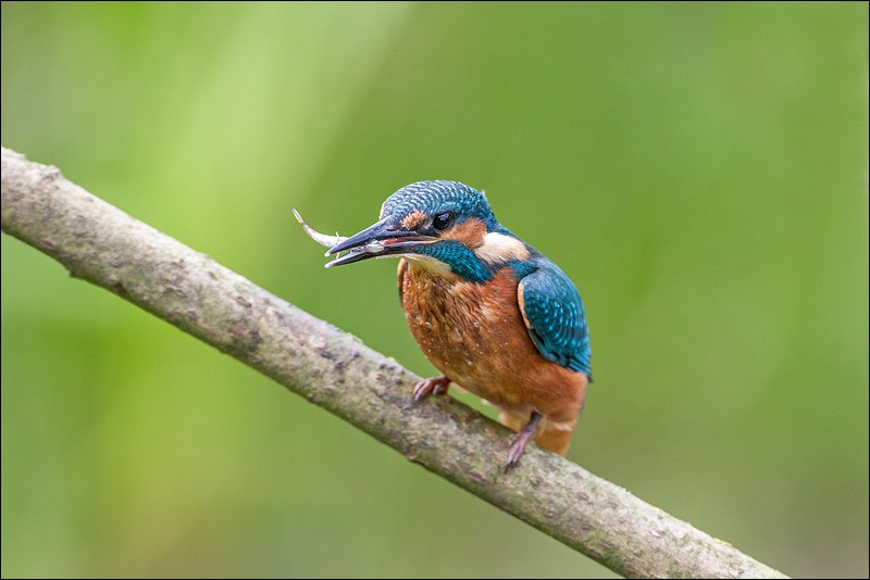 Kingfisher