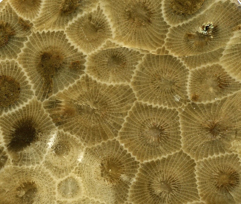 petoskey-stones-1 petoskey-stones-1