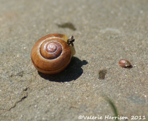 [21-snail-shell%255B2%255D.jpg]