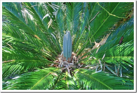 130609_Cycas-revoluta_01