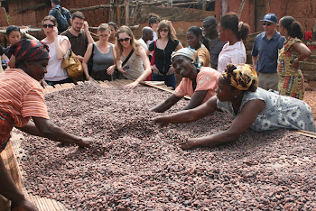 'Cocoa beans at Kuapa Kokoo Cocoa farm outside of Kumasi' Photo by Sandra Vu