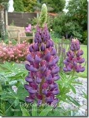Garden Used (42)[1] - Copy