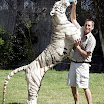tiger underwater 3.gif