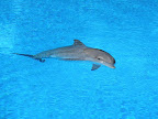 A dolphin at the MGM Mirage.
