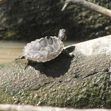 NezpiqueKayakApril2010