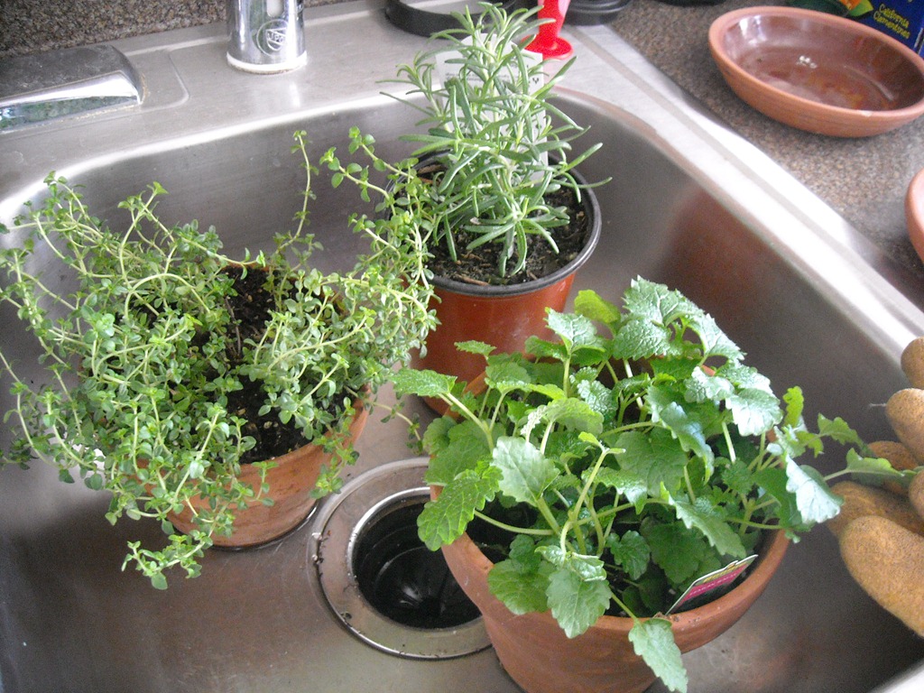 [plants%2520in%2520sink%2520a%255B3%255D.jpg]