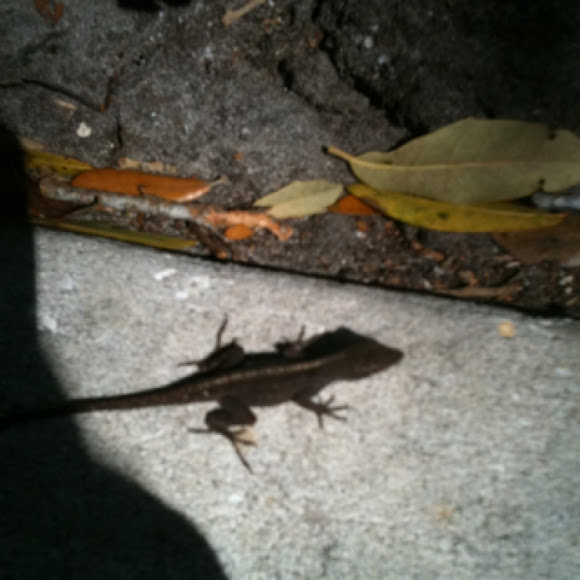 Spotting Image 1