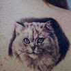Cat #1