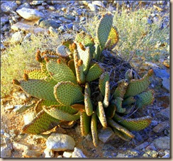 Prickly Pear Cactus