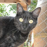 gatti