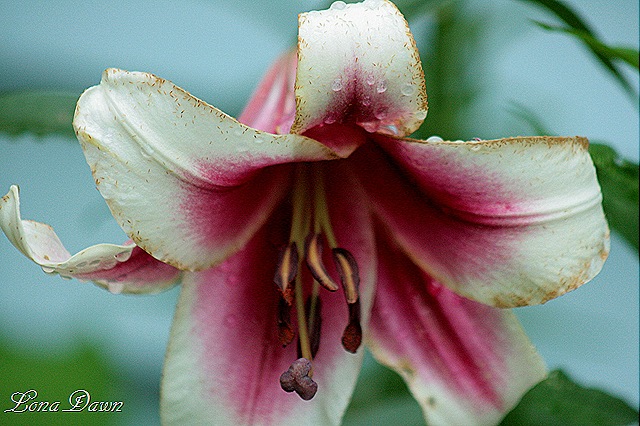 [Lily2_Orienpet_GardenPleasure%255B9%255D.jpg]