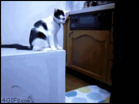 Troll-cat