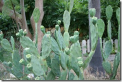 IMG_6719 IMG_6719