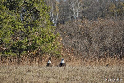 Two Eagles