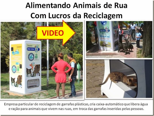 Alimentando Animais de Rua