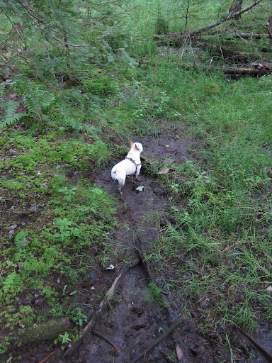 Franny, I think that this vernal pool is in the process of drying up.  It's really muddy here.