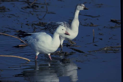 photo credit: Missouri Department of Conservation