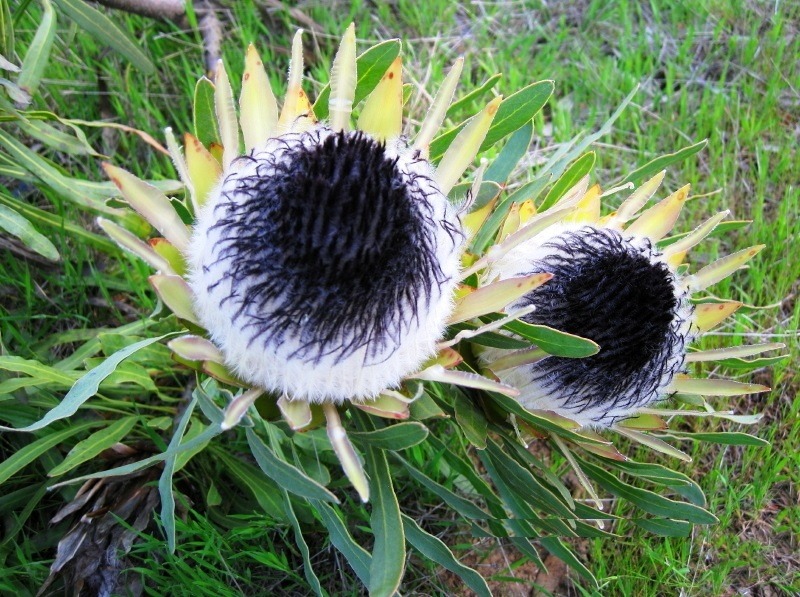 [Protea%2520longifolia1%255B3%255D.jpg]