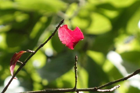 _DSC4080 _DSC4080
