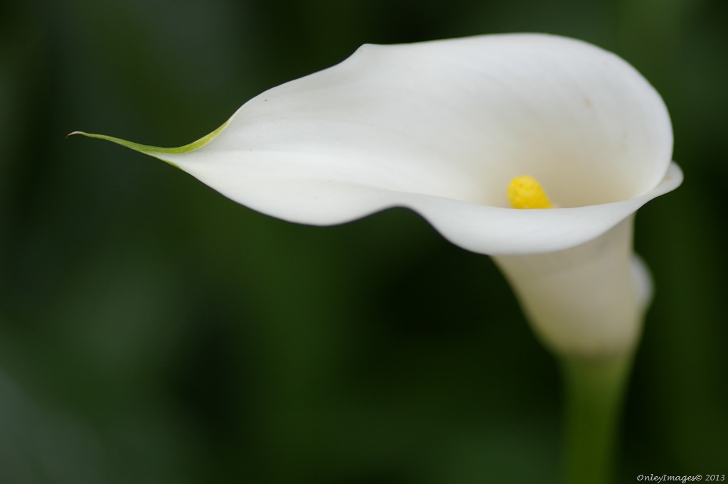[white%2520calla%2520lily12%25200607%255B15%255D.jpg]