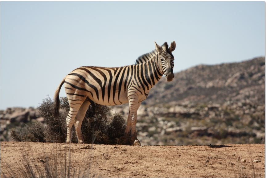 [zebra%255B3%255D.jpg]