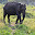 ELEFANT SRI LANKA