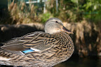 Duck, San Diego Zoo